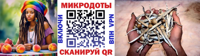 купить наркоту  Куровское  Галлюциногенные грибы Psilocybine cubensis 